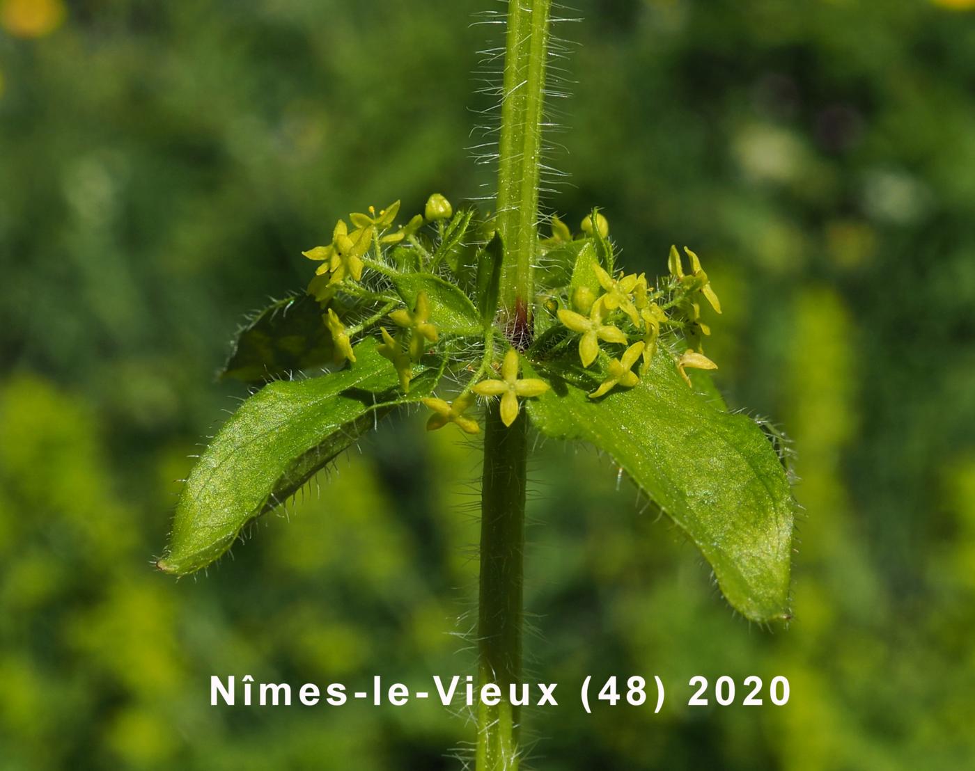 Crosswort flower